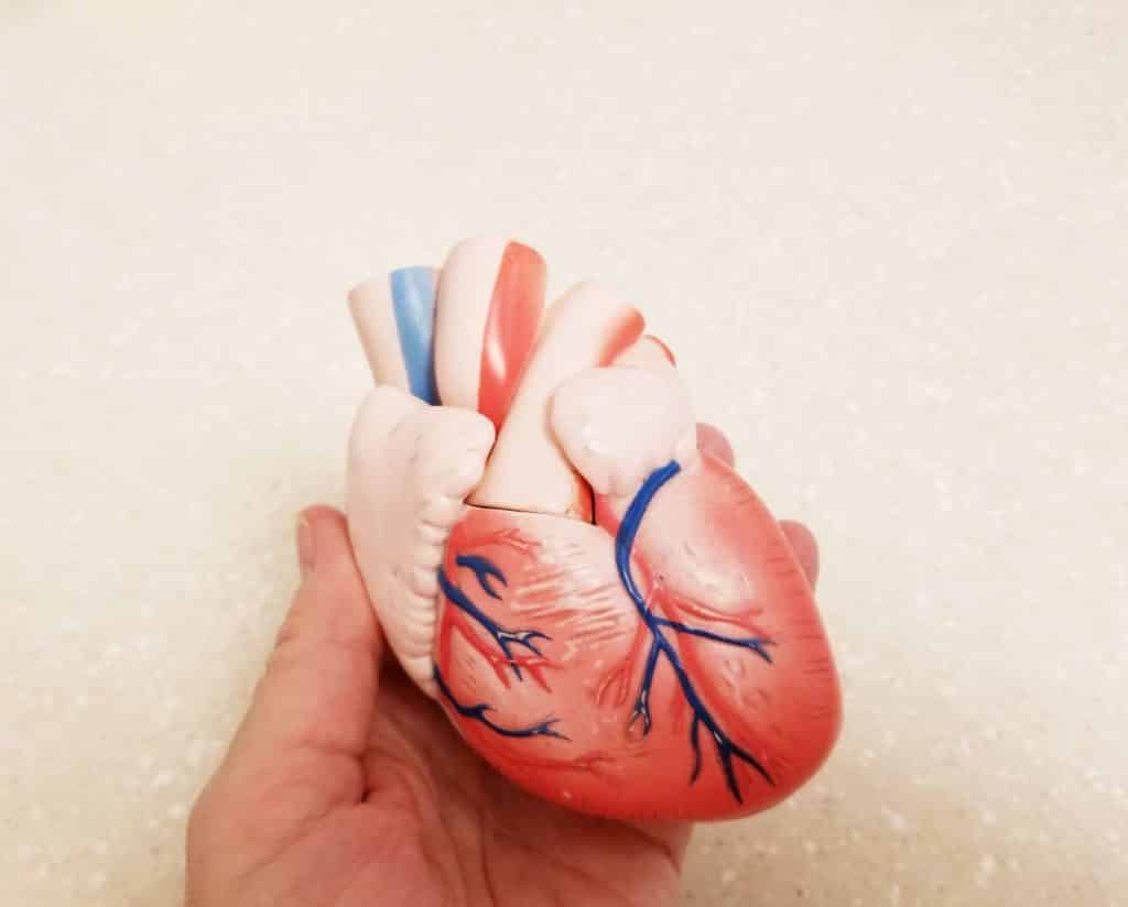¡Corazón! ¡Corazón humano! ¡Cardiología!