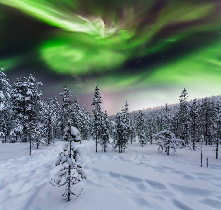Bosque de invierno por la noche bajo la aurora boreal. Finlandia