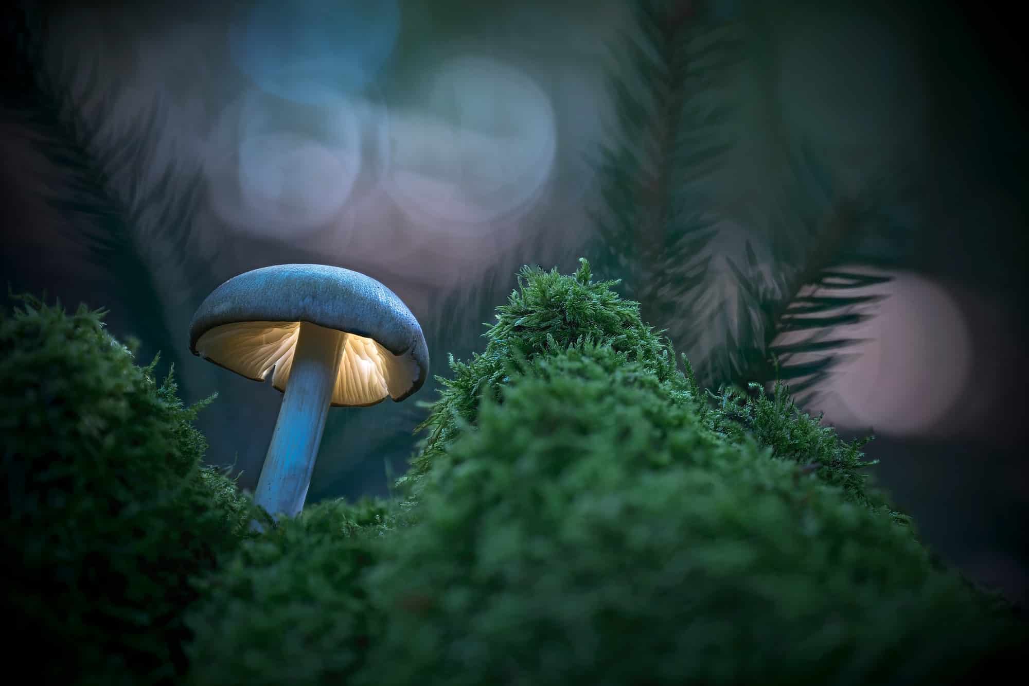 Champiñón, mundo de fantasía resplandeciente en el bosque nocturno