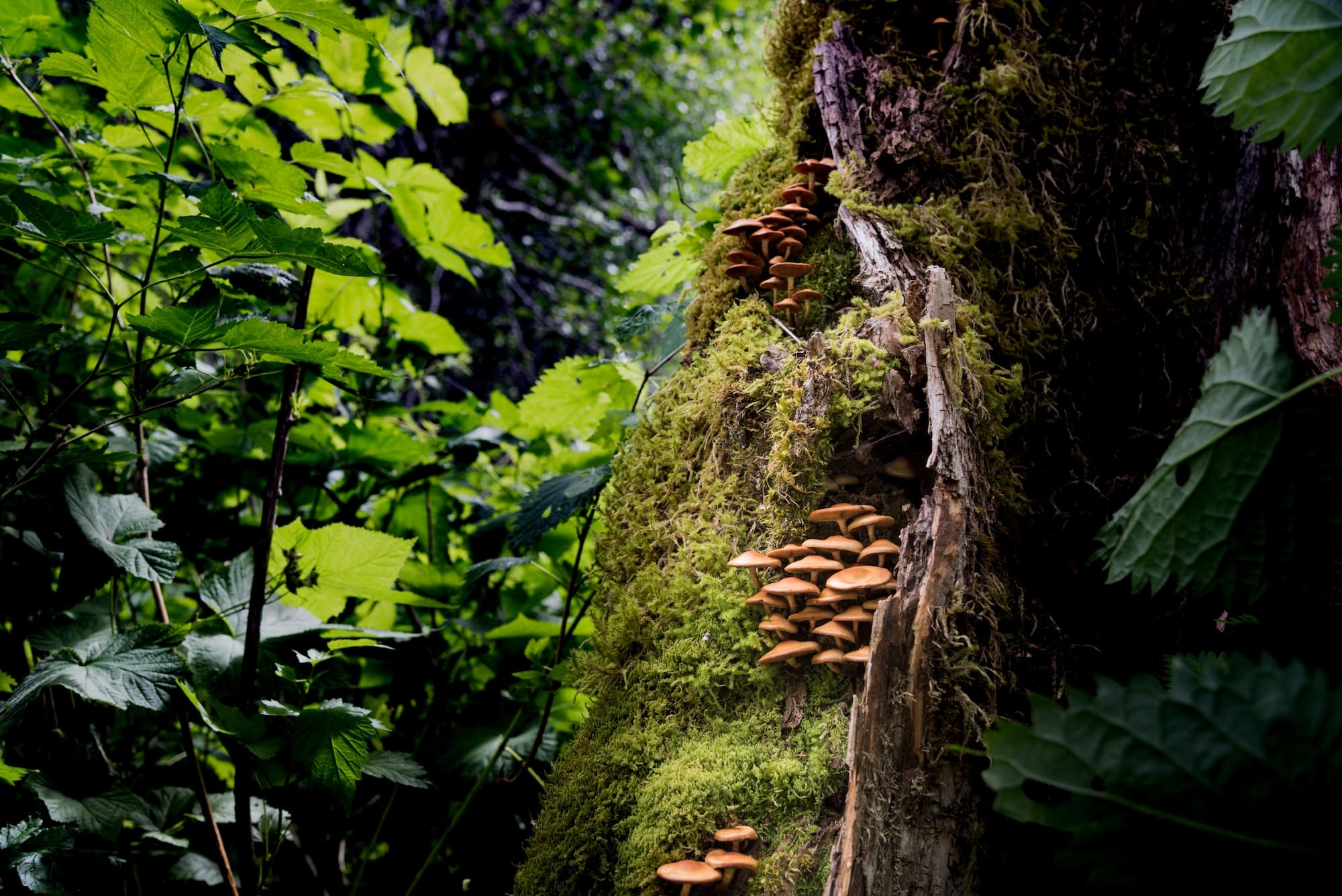 Colonia de hongos silvestres creciendo en un bosque tropical del noroeste del Pacífico. RLTheis
